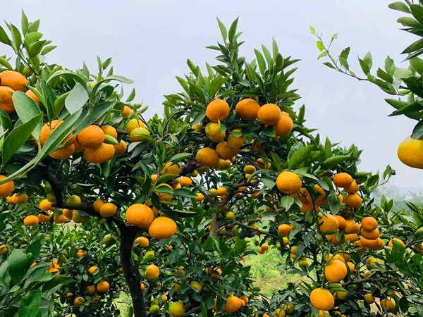 石門柑橘屬于新鮮柑橘類水果